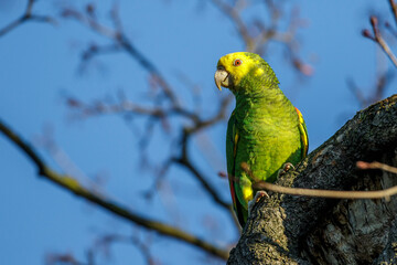 Gelbkopfamazone (Amazona oratrix)