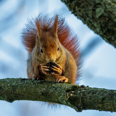 Eichhörnchen (Sciurus vulgaris) © Rolf Müller