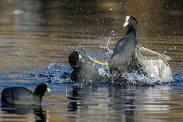 Bläßhühner (Fulica atra) streiten sich