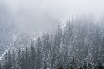 winter forest with snow fall in the Bernese Alps