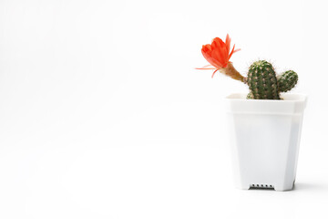 Closeup image of potted cactus with orange flowers against white background. Cactus decorate in a pot.
