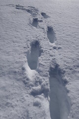 Human footprints in new fresh deep snow in sunny winter weather