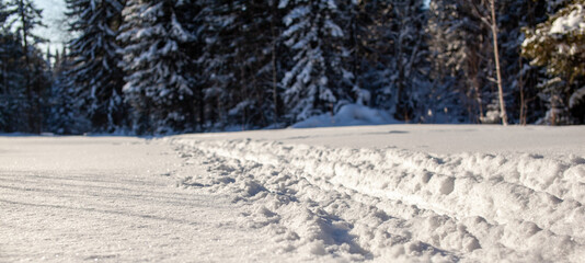 A walk through the winter forest. Beautiful winter landscape.
