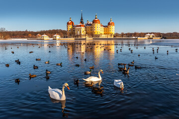 Moritzburg Castle In Saxony In Winter - obrazy, fototapety, plakaty
