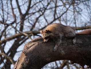 Raccoon on the tree