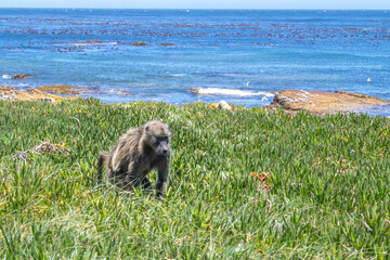 Chacma baboons (Papio ursinus) feeding on wild vegetation next to a coastline, Cape Point National...