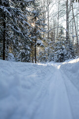 A walk through the winter forest. Beautiful winter landscape.