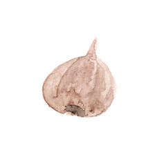 Watercolor drawing head of garlic. Product from the garden. Ingredient for dishes. Vegetables. Seasoning.