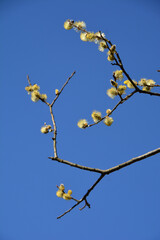 Spring blossoming goat willow Salix caprea branches with catkins