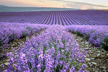 Large purple lavender field rows at sunrise