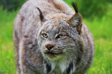 Fotobehang Lynx A female Canadian lynx portrait close-up  © Victoria Ditkovsky