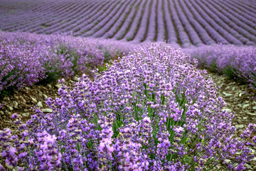 Fototapeta na wymiar Purple lavender field with long rows close-up