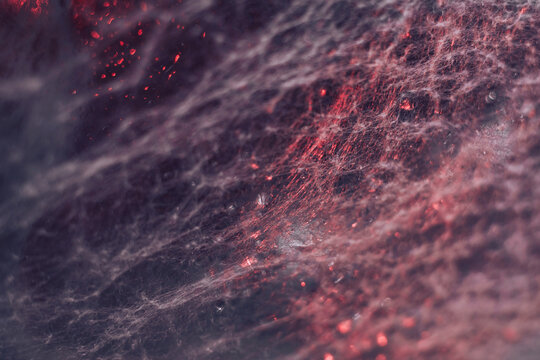 Beautiful abstract  red texture web. Background pattern for design. Macro photography view.