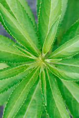 Beautiful curly leaves of Impatiens. Plant background