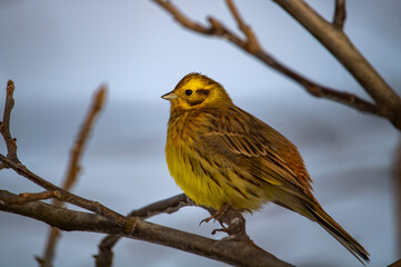 Fototapeta premium wagtail on a branch