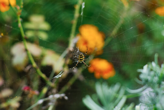Spider argiope bruennichi on the web in the garden