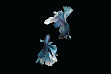 Fototapeta na wymiar Photo collage of blue rose tail halfmoon type of betta splendens siamese fighting fish isolated on black color background. Image photo