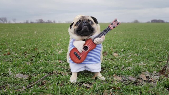 Cute funny pug dog playing on guitar in green wheat field, dressed in straw hat like farmer