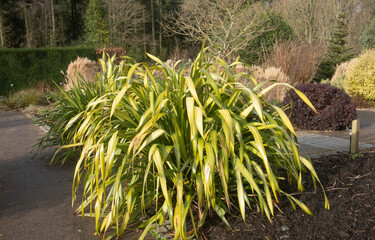 Winter Sun on an Evergreen New Zealand Flax Lily Plant (Phormium 'Yellow Wave') Growing in a Garden in Rural Devon, England, UK
