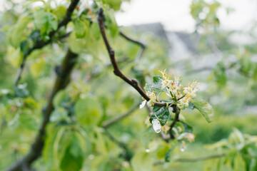 Faded Apple blossoms on a tree branch after the rain