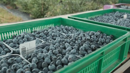 Blueberry harvest is collected in boxes, ready for transportation. Fresh and ripe organic blueberries grow in a garden on a summer day 4k