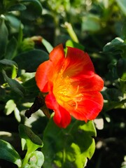 Naklejka premium Reddish Camellia flower