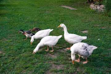 Geese and duck on the grass