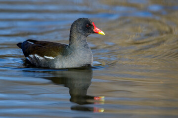 Teichhuhn (Gallinula chloropus)