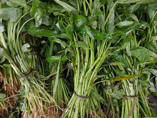 Pile of fresh water morning glory or water spinach or kangkung sell at traditional market