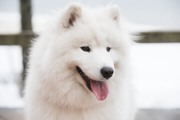 Naklejka premium Samoyed white dog muzzle close up on snow road in Latvia
