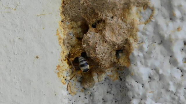 Wasp nests.
Mud nest  made on wall house by wasp insect,HD time lapse.
