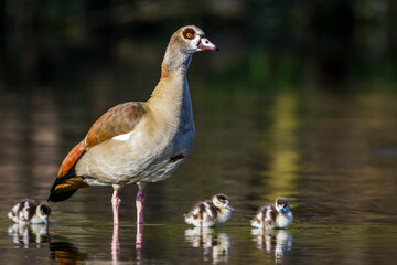 Nilgans (Alopochen aegyptiacus) mit Jungen