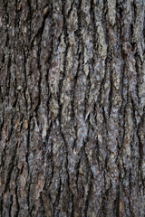 Bark Tree Texture, Atlantic cedar trunk, natural wood background