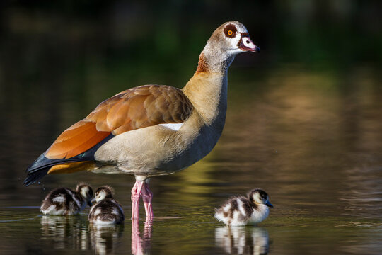 Nilgans (Alopochen aegyptiacus) mit Jungen