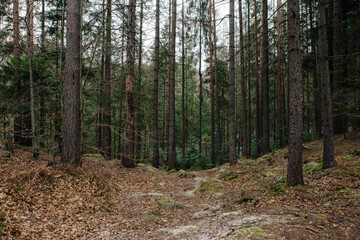 Landscape in the forest in the mountains. Rocks and tree trunks covered in moss