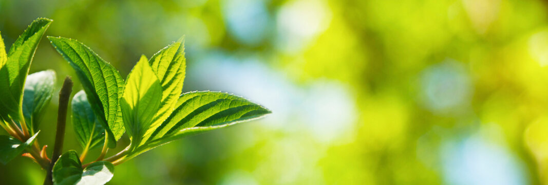 Spring banner. Green leaves panoramic nature background with bokeh highlights and copy space