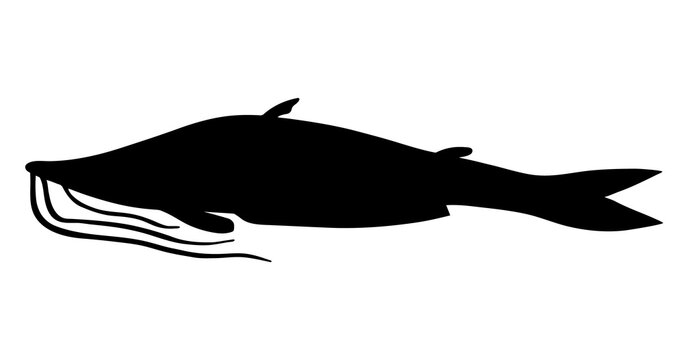 River fish Catfish. Black silhouette vector image.