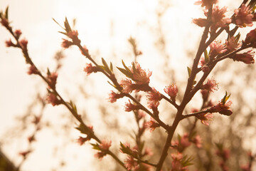 Hello blooming spring flower. Spring blooming cherry tree in the garden, multicolored natural pink flowers. Selective focus nature.