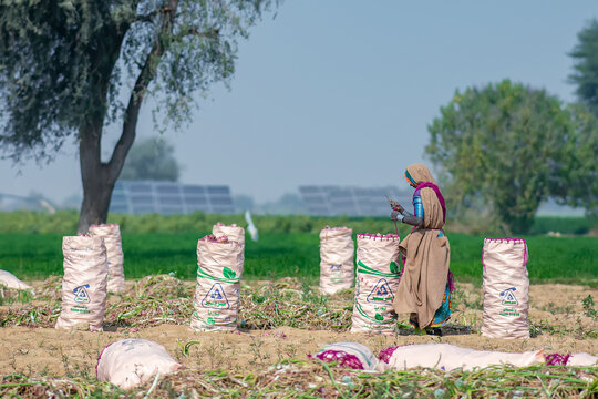 Red Onion pile. Harvested onion piled in the field in Jamshoro Sindh.
