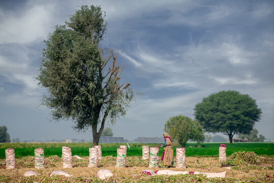 Red Onion pile. Harvested onion piled in the field in Jamshoro Sindh.