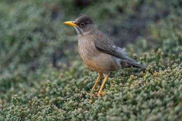 The Magellan thrush (Turdus falcklandii)
