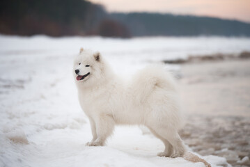 Samoyed white dog is on snow Saulkrasti beach in Latvia