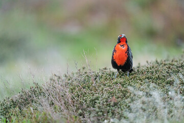 The Long-tailed meadowlark (Leistes loyca)