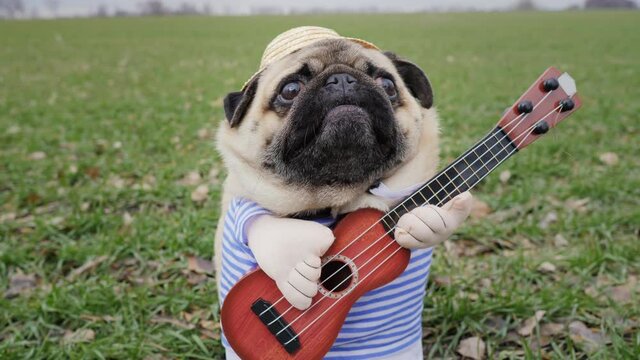 Portrait of cute funny pug dog playing on guitar in green field, dressed in straw hat like farmer