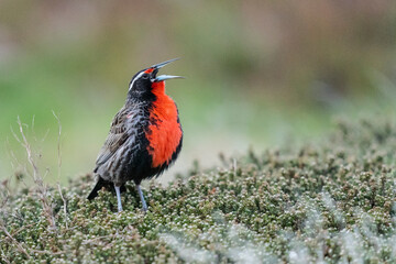 The Long-tailed meadowlark (Leistes loyca)