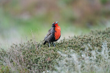 The Long-tailed meadowlark (Leistes loyca)