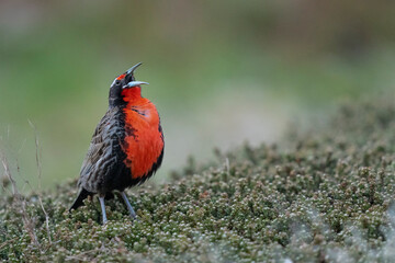 The Long-tailed meadowlark (Leistes loyca)