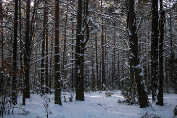 forest in winter