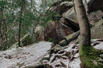Rocks and moss among trees in winter forest