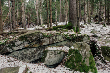 Rocks and moss among trees in winter forest